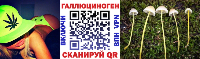 Псилоцибиновые грибы Psilocybe  Кяхта 